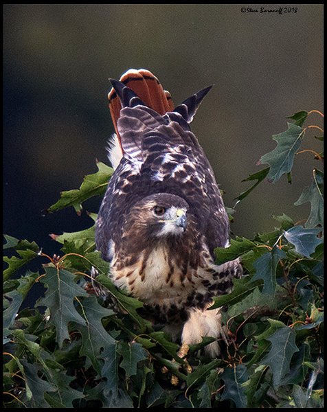 _8SB0118 red-tailed hawk.jpg